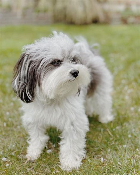 Maui dog breed. Things To Know About Maui dog breed. 